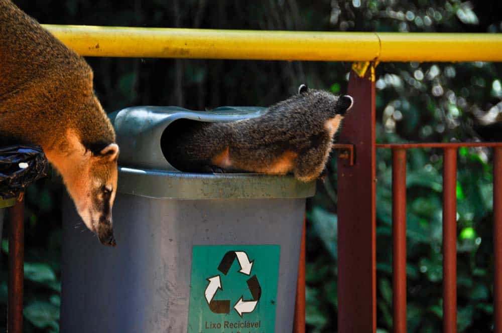 Coati