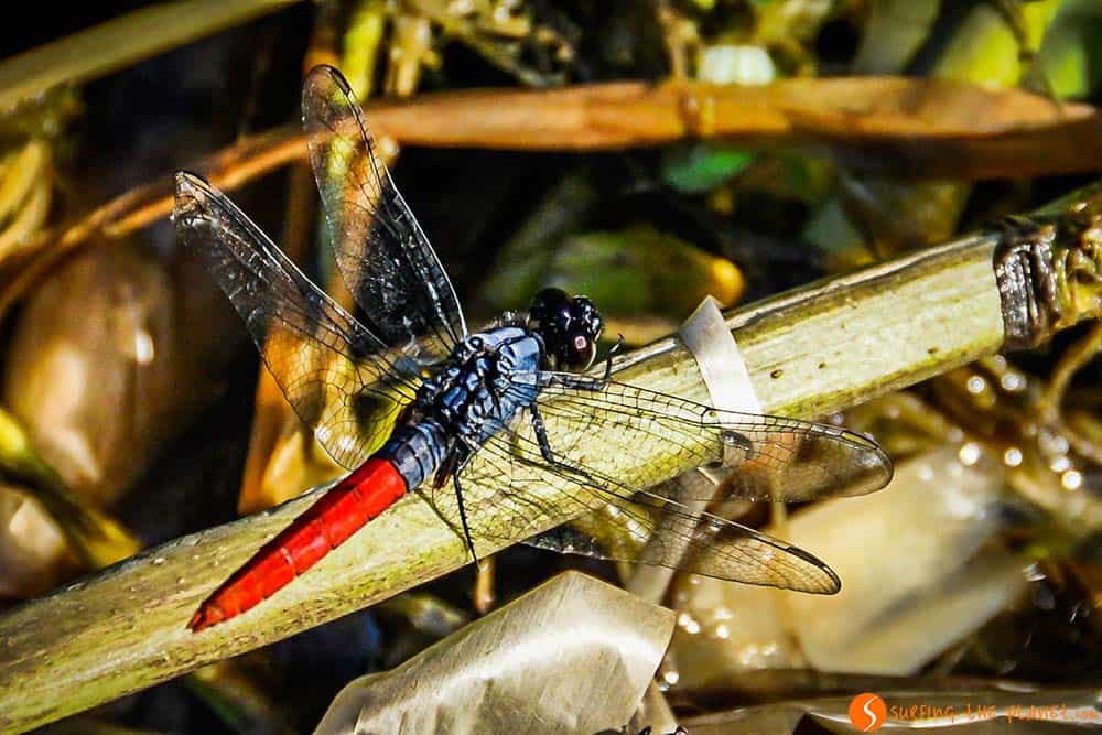 A dragonfly - Amazon Rainforest
