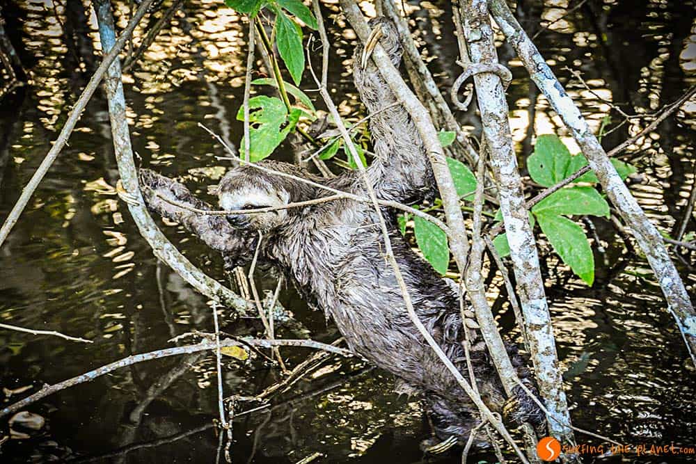 Sloth - Animals in the Amazon Rainforest