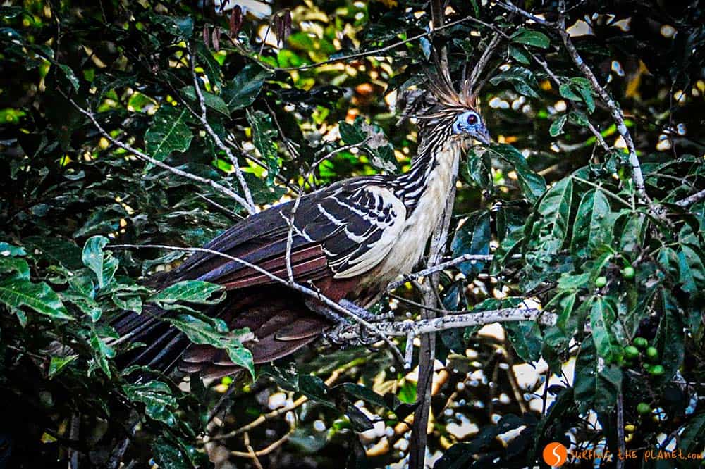 The Hoatzin bird - Trip to the Amazon Rainforest