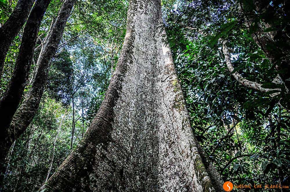Large Ceiba Tree - Amazon Rainforest