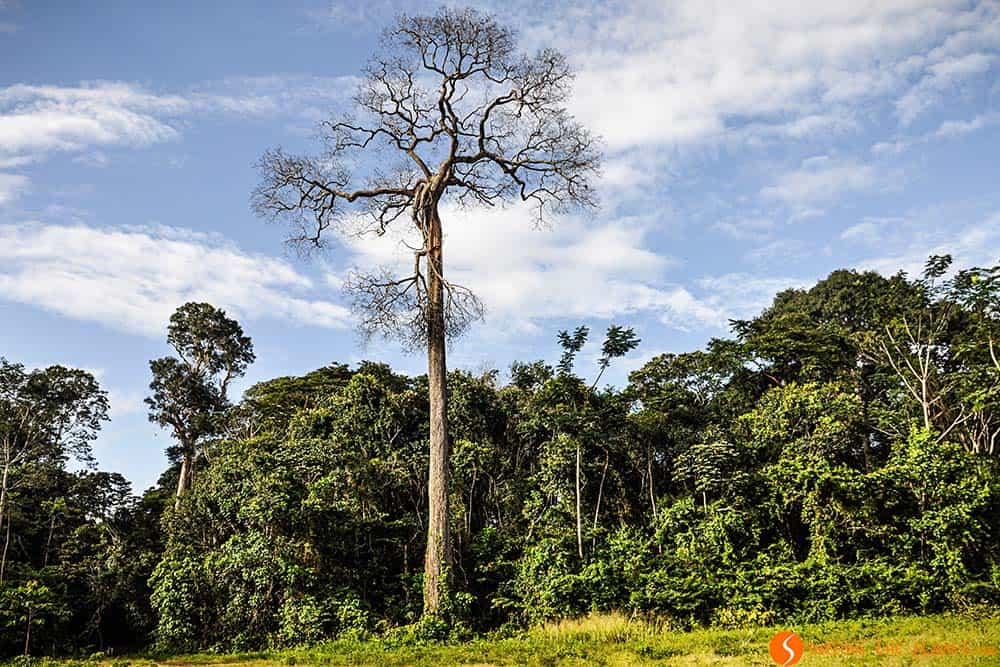 A dead tree in a meadow - Trip to the Amazon Rainforest