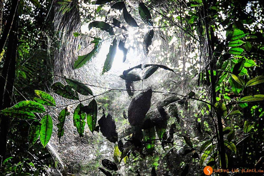 Spiderweb - Amazon Rainforest