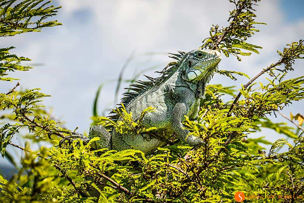 Iguana - A trip to the Amazon Rainforest