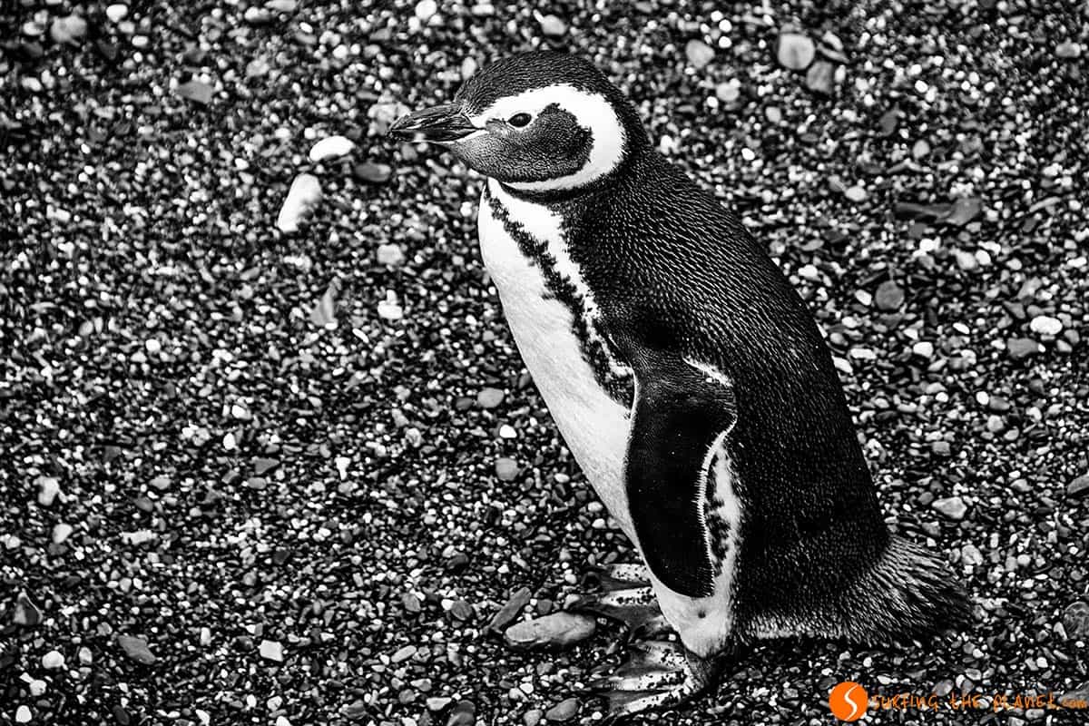 Penguin - Beagle Strait