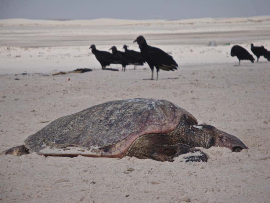 Tartaruga morta con uccelli che se la vogliono mangiare
