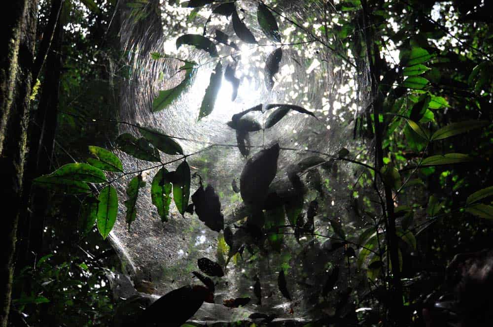 Tela de araña, Selva Amazonica, Brasil