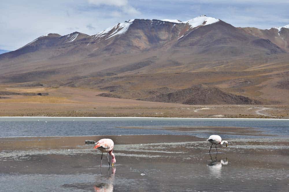 Laguna con flamencos, Altiplano Boliviano