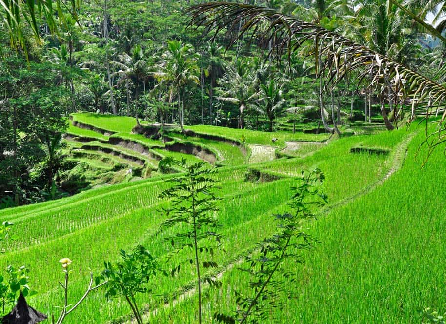 Campi di riso vicino a Ubud, Bali | Viaggio Indonesia