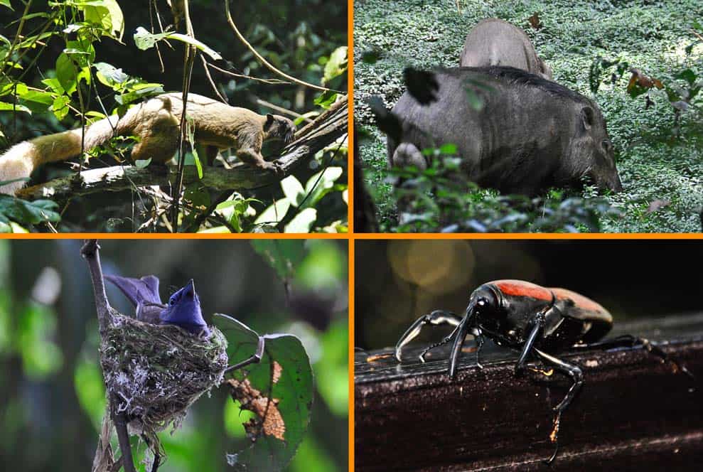 Animali della giungla, parco nazionale Taman Negara | Viaggio in Malesia