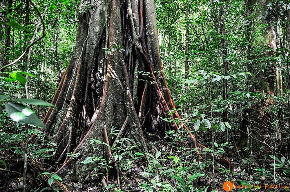 Amazon Rainforest Tree Species
