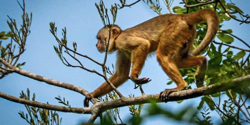 Viaggio in Amazzonia - Scimmia capuccino dalla testa bianca
