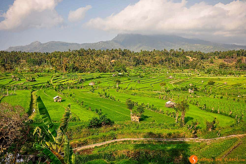 Cosa vedere a Bali - Risaie Tirtagangga