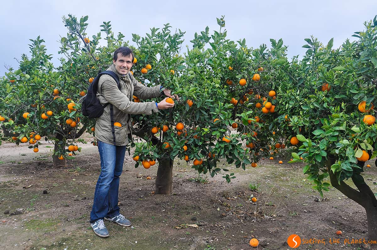 Recogiendo naranjas | Visitar Valencia