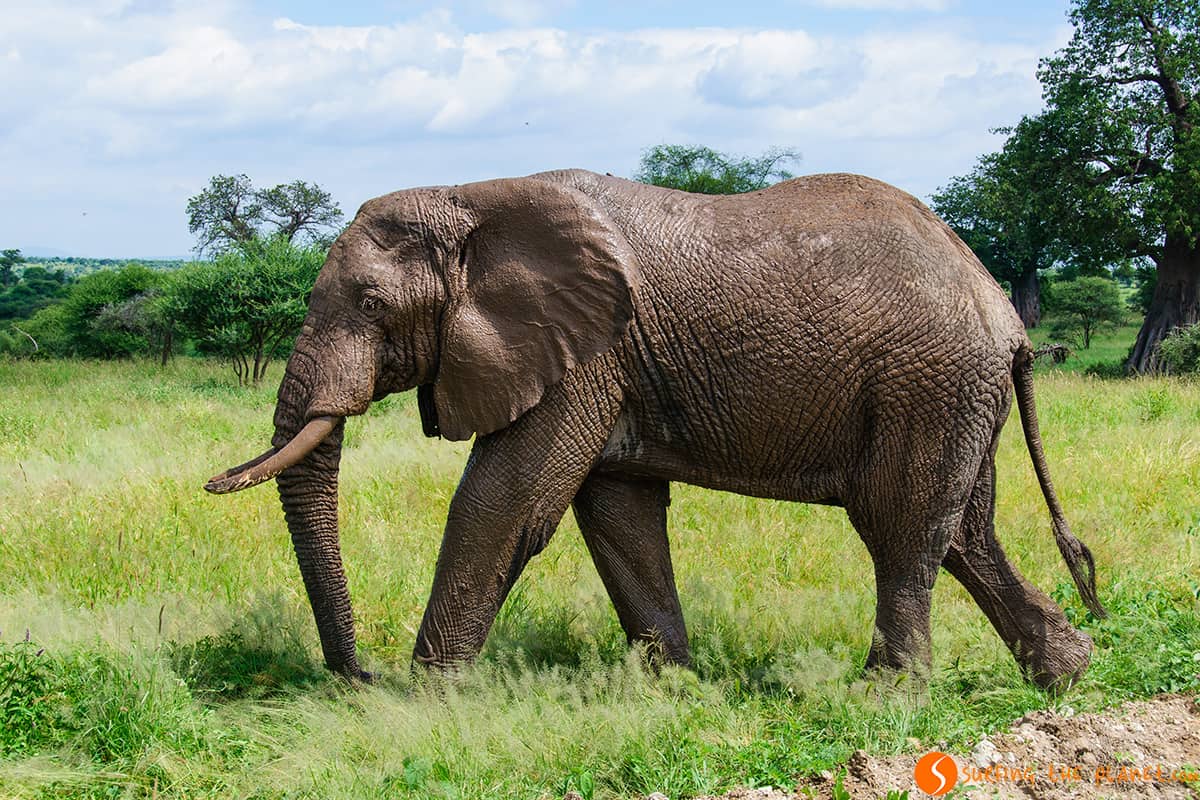Un elefante lleno de barro │ Parque Nacional de Tarangire