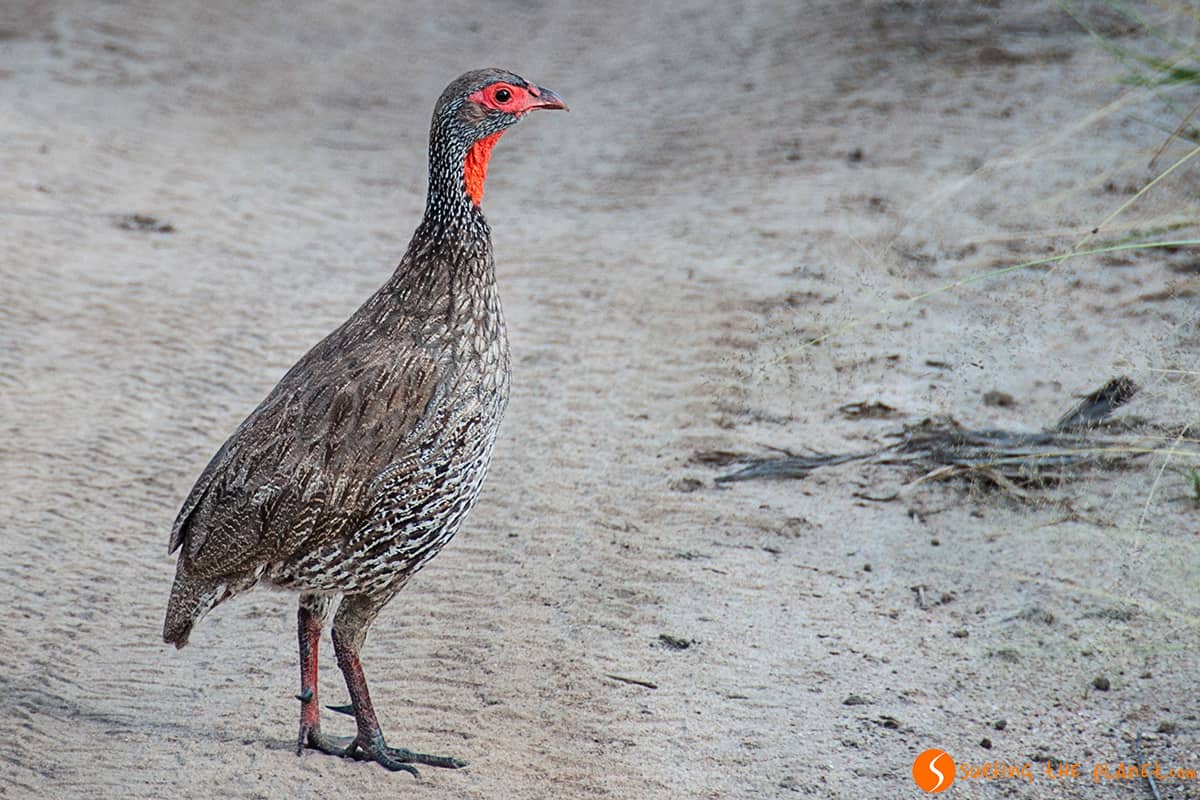 Uccello della sfortuna | Safari Parco Tarangire