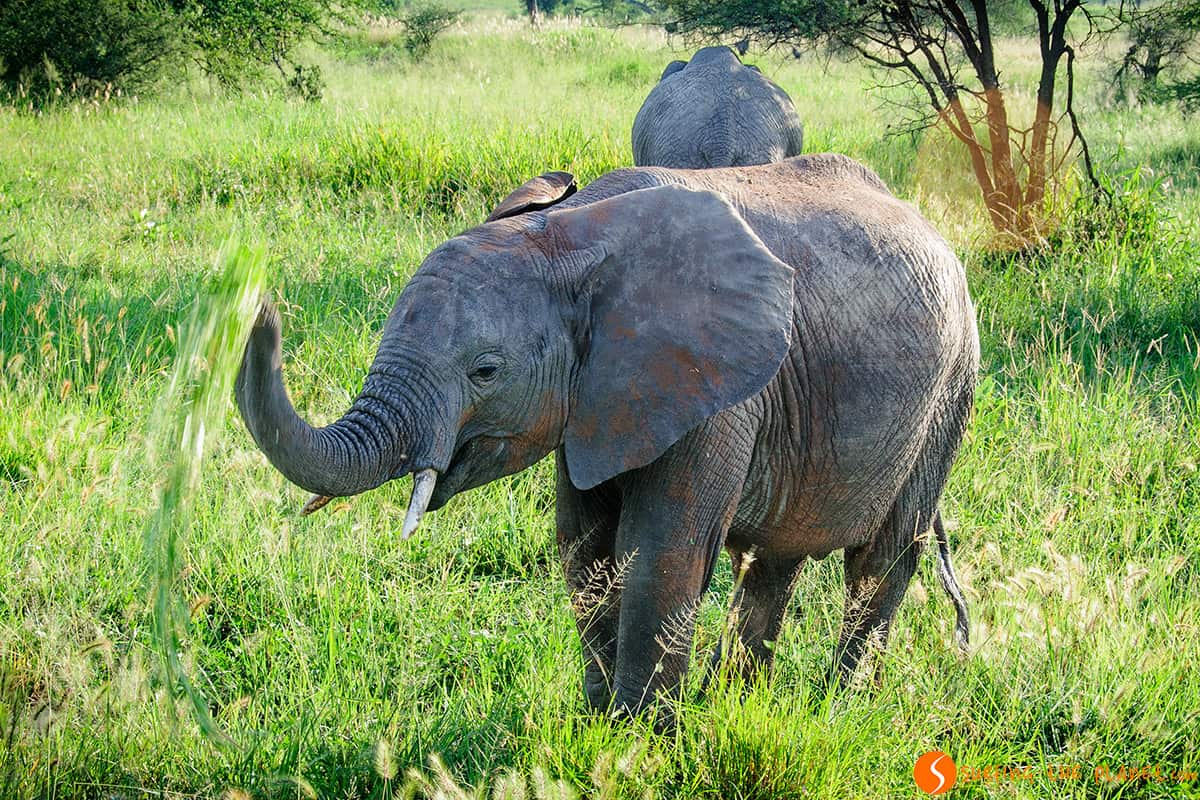 Piccolo elefante che mangia | Parco Tarangire Tanzania