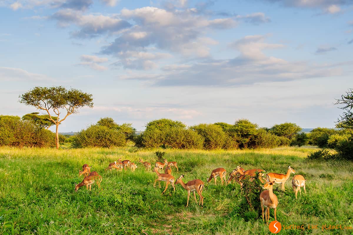 Impalas in the Tarangire Park