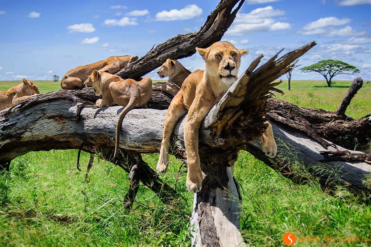Leones en un árbol, Parque Nacional de Serengeti, Tanzania | Qué ver y hacer en Tanzania en 15 días