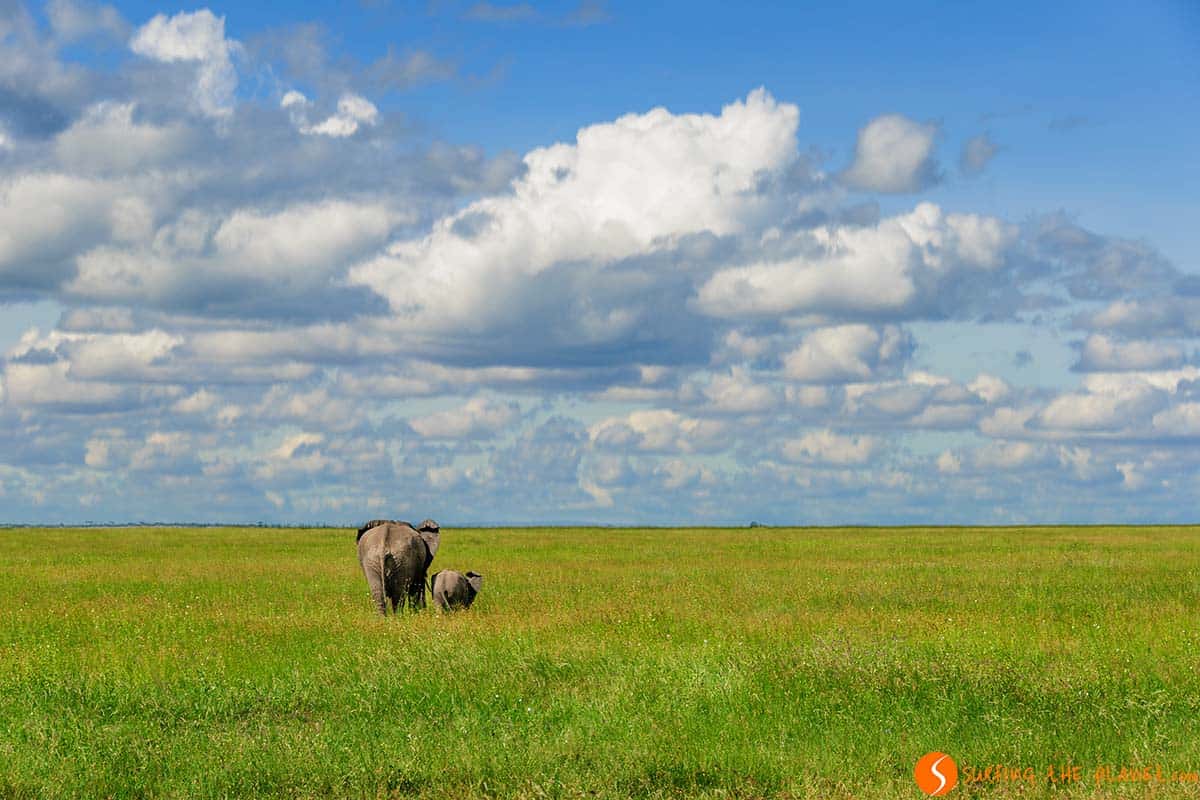 Elephant mother and calf in Serengeti National Park | Visiting Tanzania