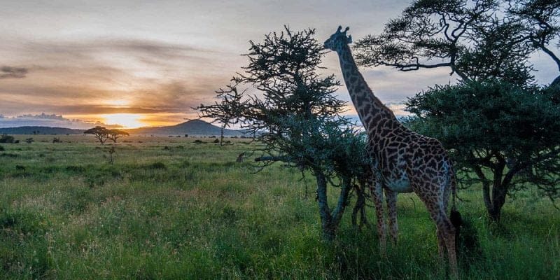 Giraffe and sunset in Serengeti National Park | Visiting Tanzania
