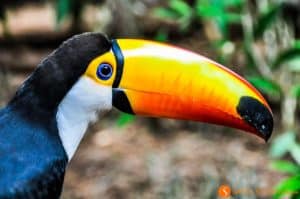 Tucan, Parque de las Aves, Iguazu, Brasil