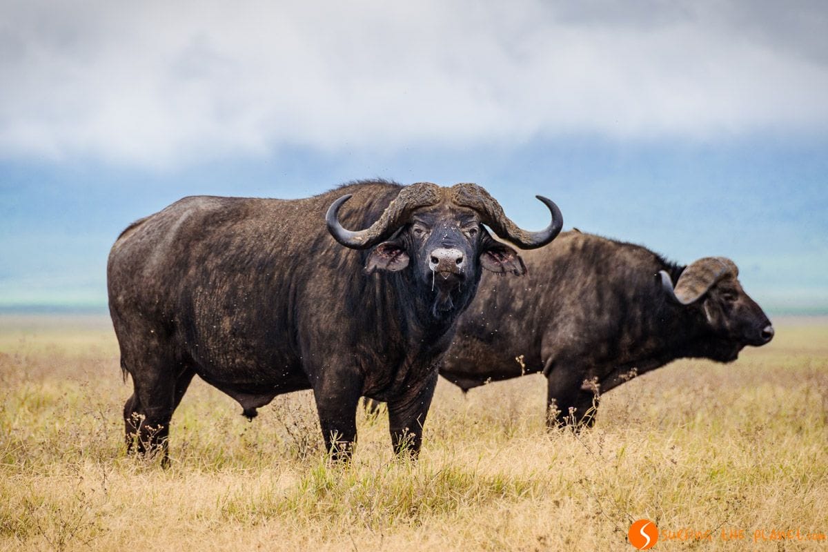 Mirada de búfalos, Cráter de Ngorongoro, Tanzania | Animales en el Ngorongoro