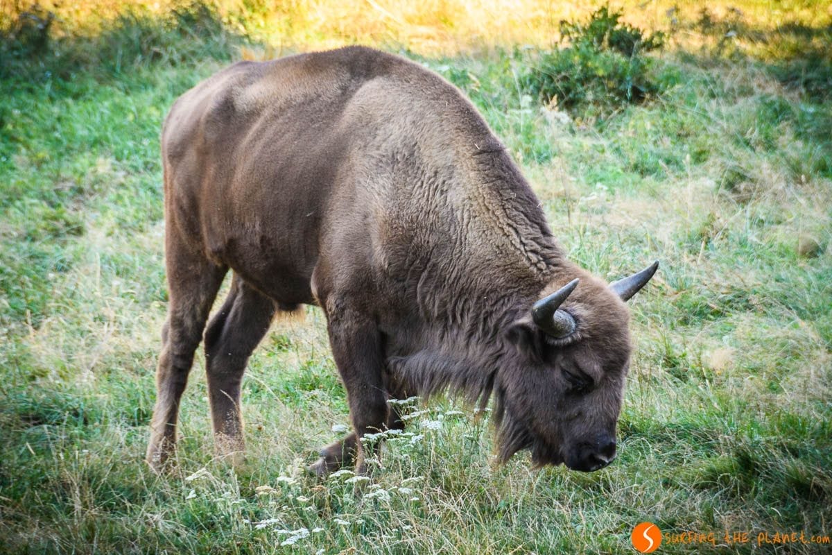 Donde avistar bisonte en España | Avistamiento de animales en libertad y semilibertad en España