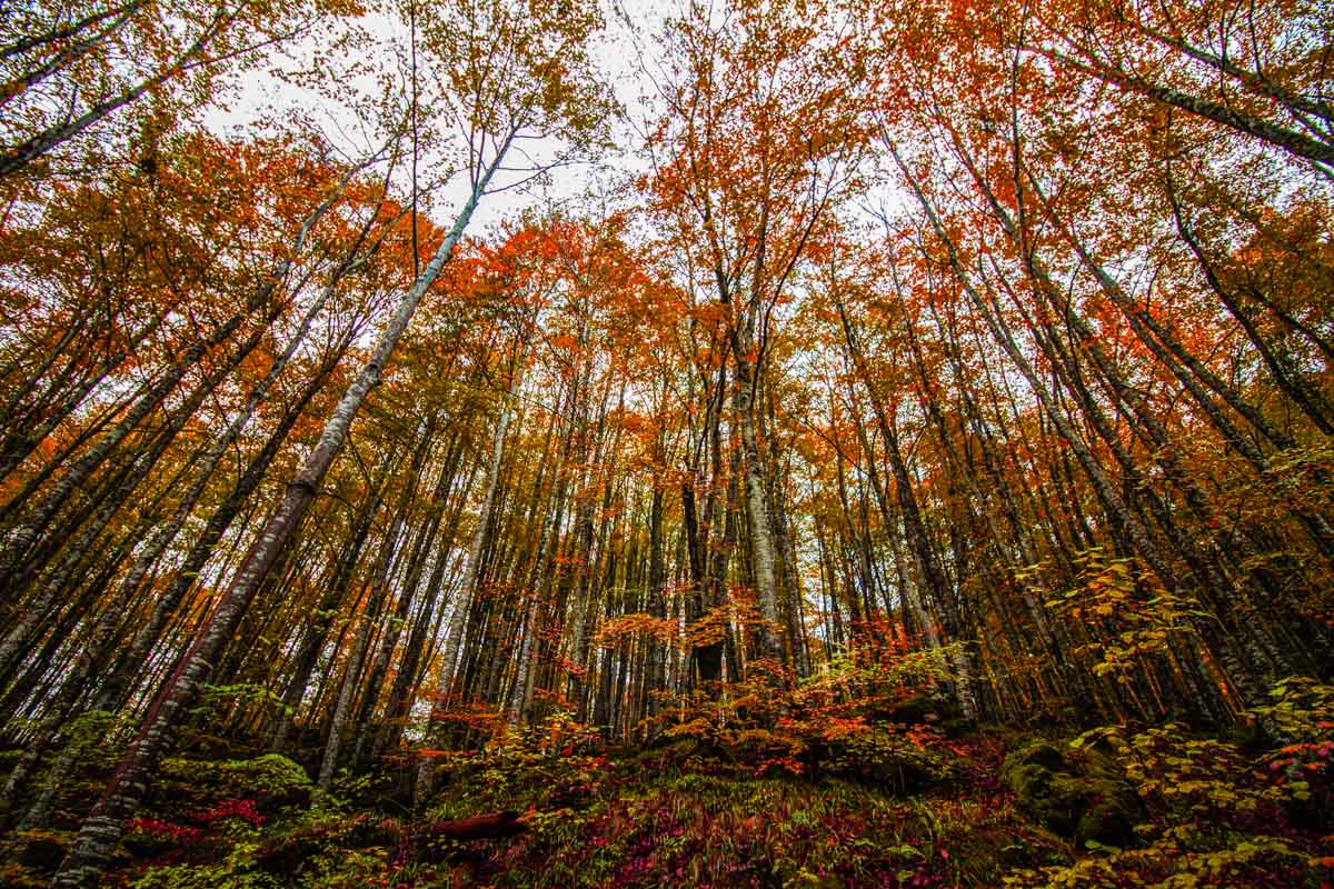 Paisaje de otoño, Selva de Irati, Navarra